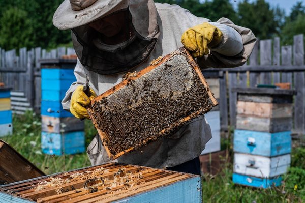 How Can You Integrate a Beekeeping Area in a Suburban Garden Safely and Sustainably?